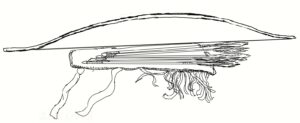 drawing of a primitive bow and arrows