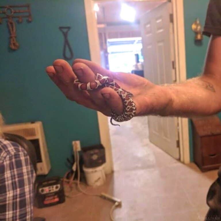 man holding a corn snake in hand