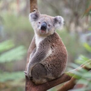 So, Are Koalas Dangerous?