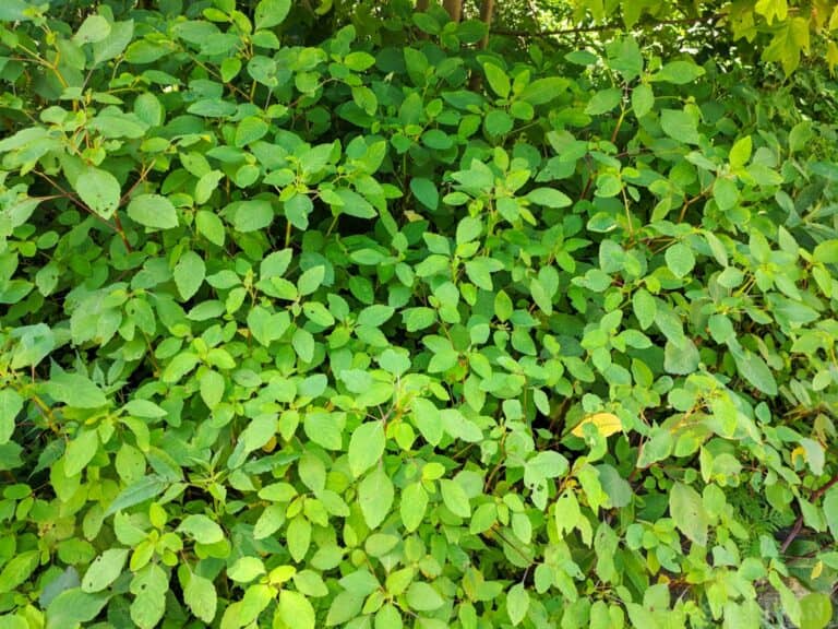 a bush of jewelweed plants