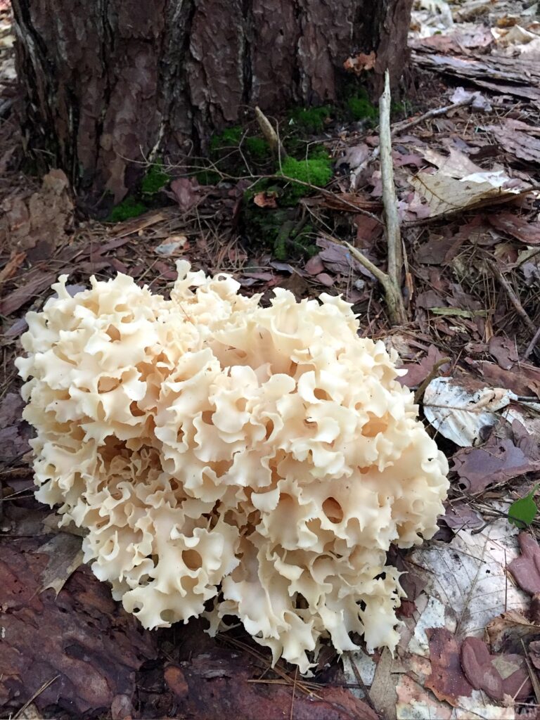 a cauliflower mushroom