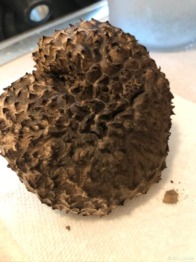 an old man of the woods mushroom