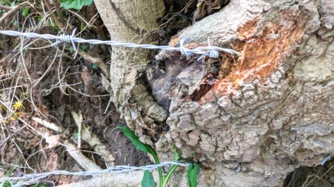barbed wire tied to tree