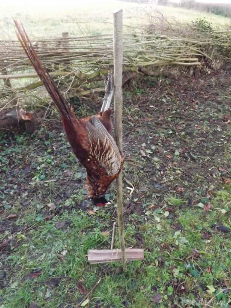 bird snare with trapped pheasant