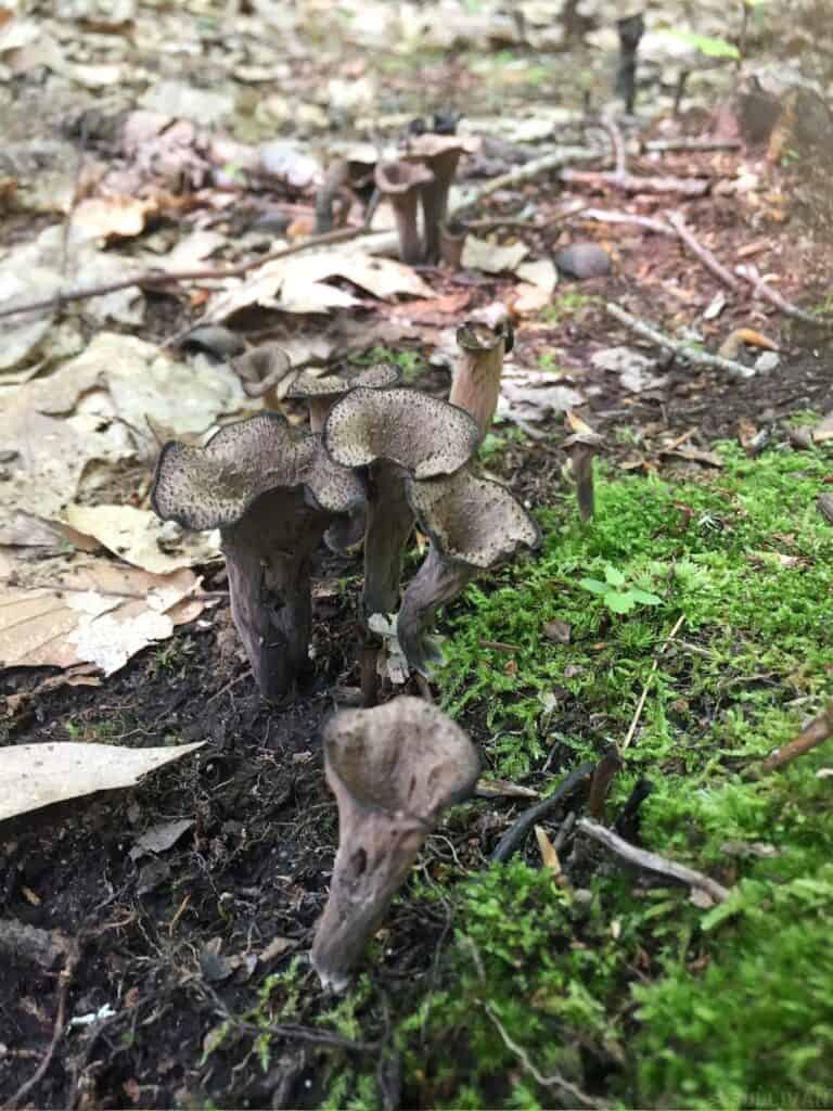 black trumpet mushrooms growing next to some moss