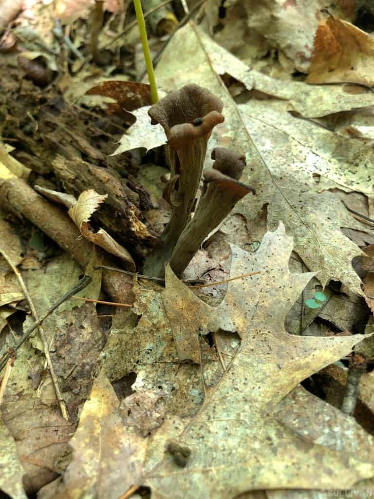 black trumpet mushrooms in the forest floor