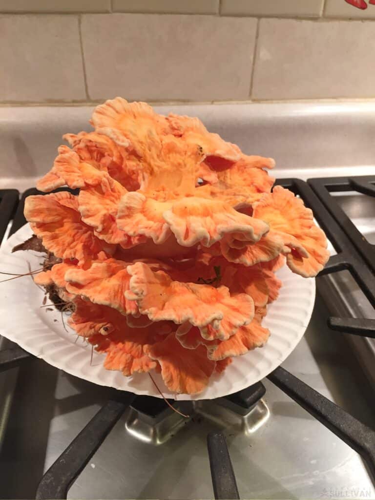 chicken of the woods on plate