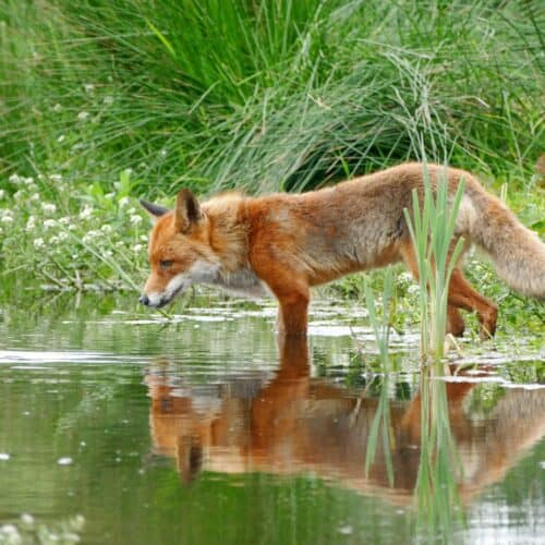 fox next to a lake