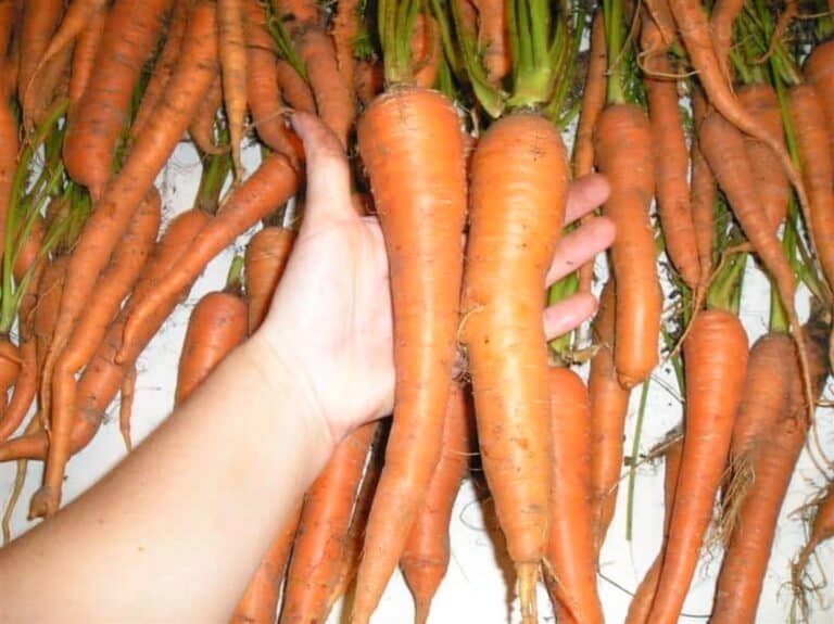holding harvested carrots in hand