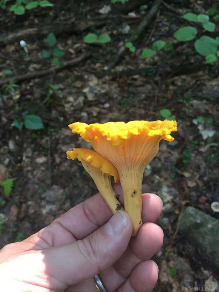 holding two chanterelles in hand