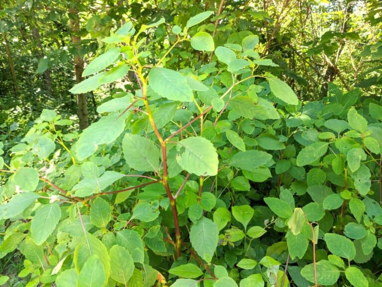 jewelweed bush with tall shoot