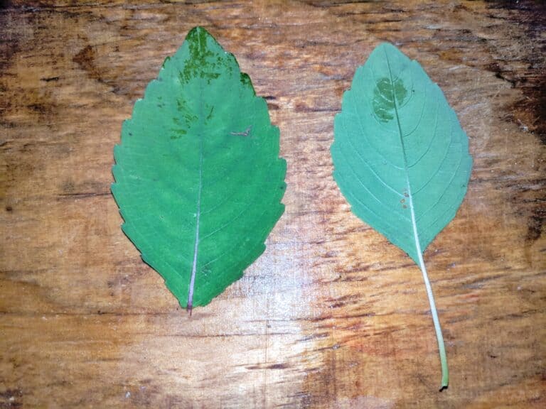 jewelweed leaves front and back