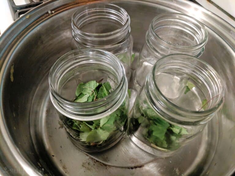 jewelweed leaves in glass jars inside pot