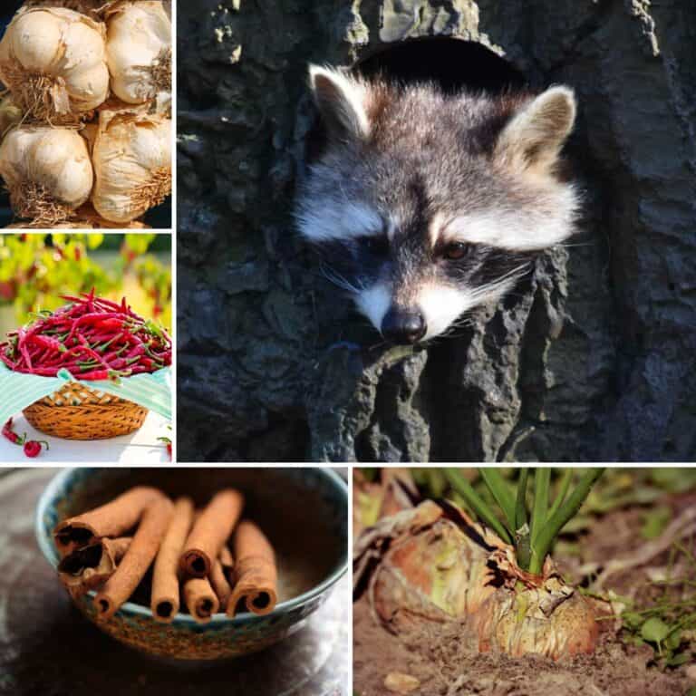 collage of raccoon and various repellents
