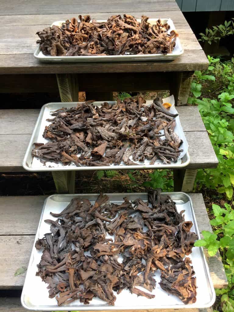 three trays of black trumpet mushrooms