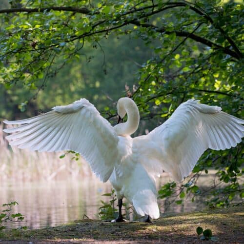 white swan near a lake