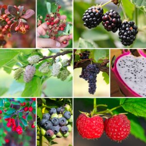 edible wild berries collage