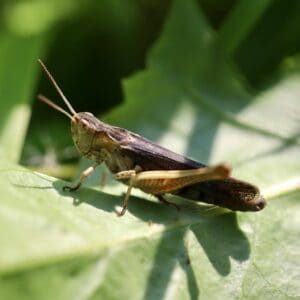 field locust