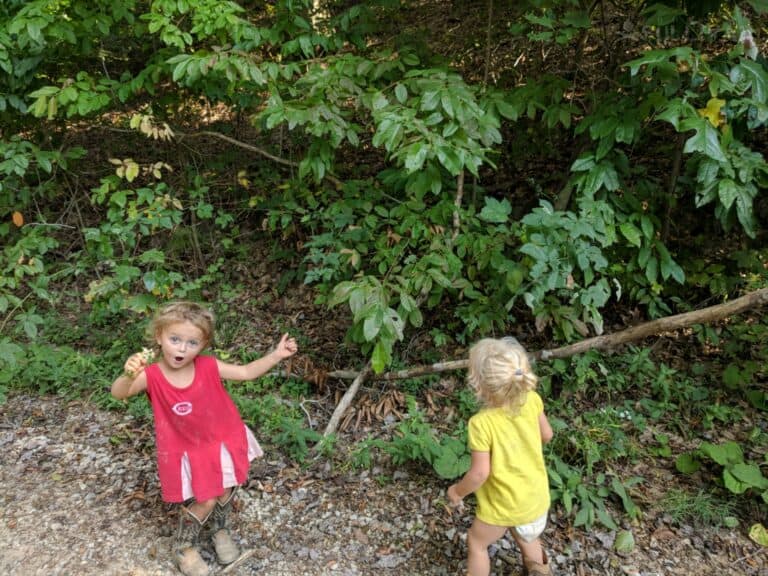 foraging for wild edibles with toddlers