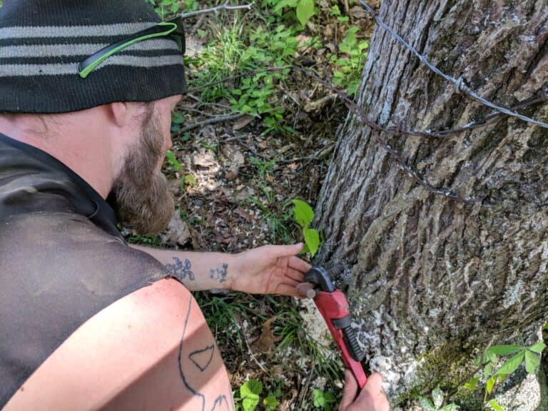 man screwing an iron t-post into a tree trunk