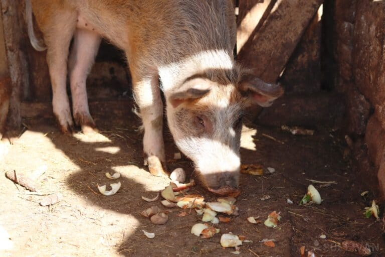pig eating some scraps