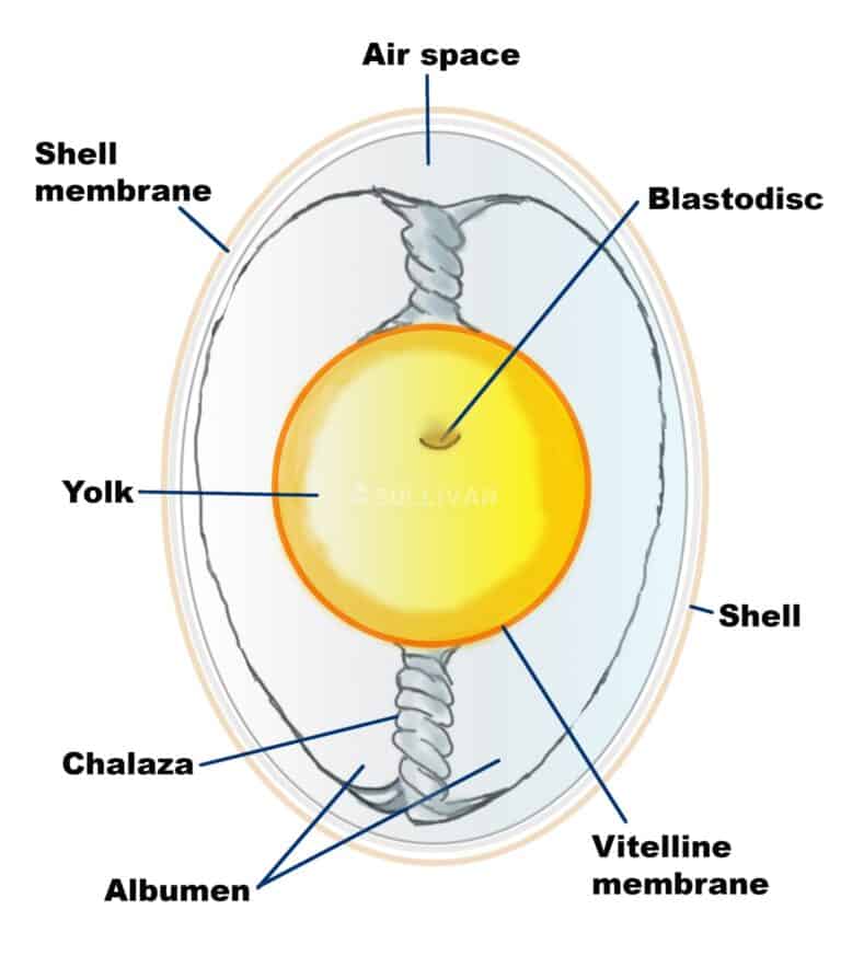 diagram of an egg
