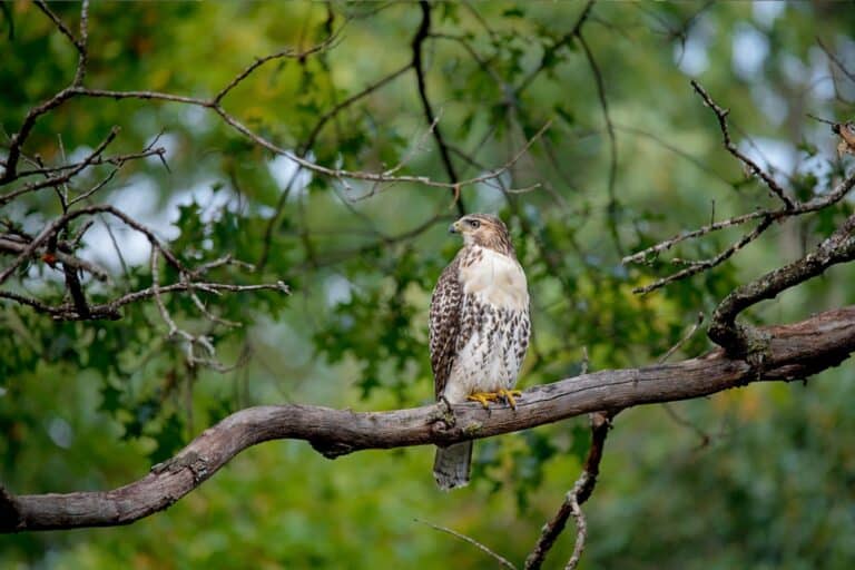 hawk sitting on a tree branch