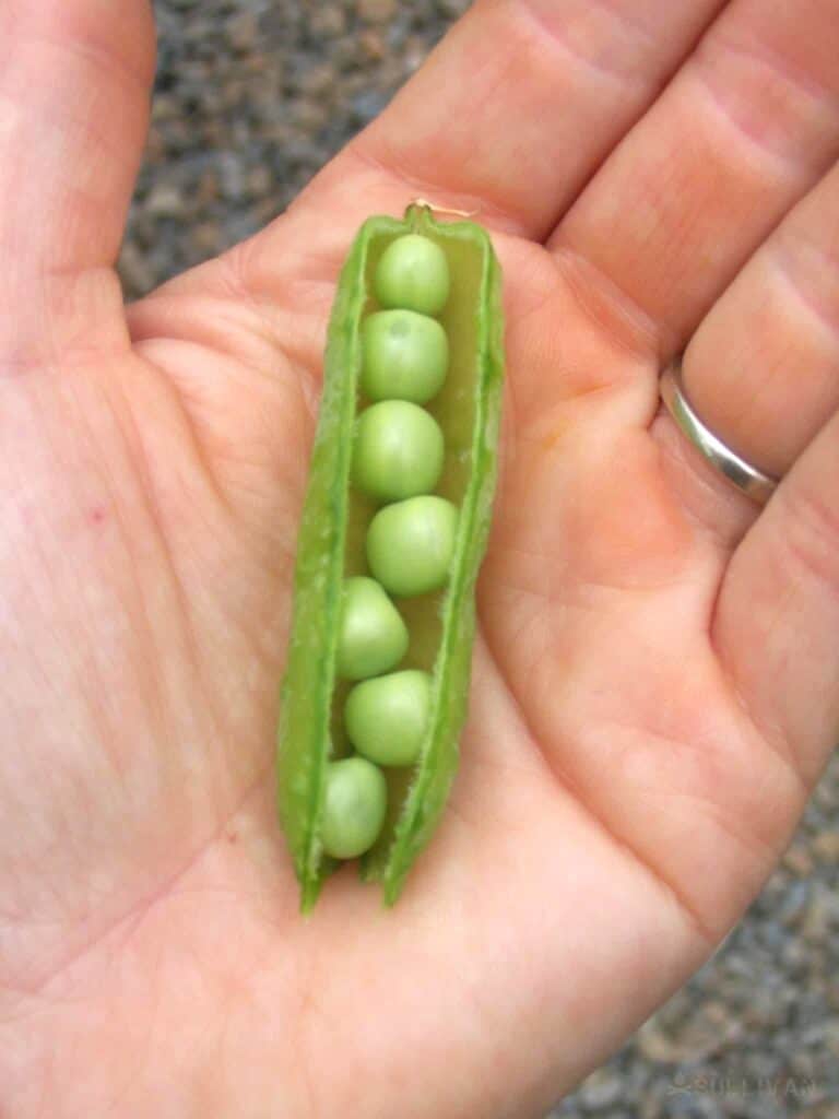 open pea pod with peas in hand