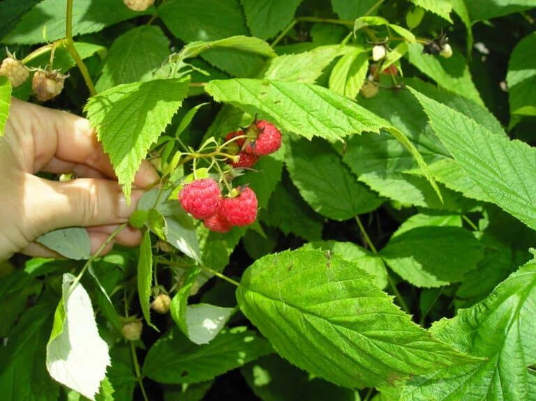 raspberries on bush close-up