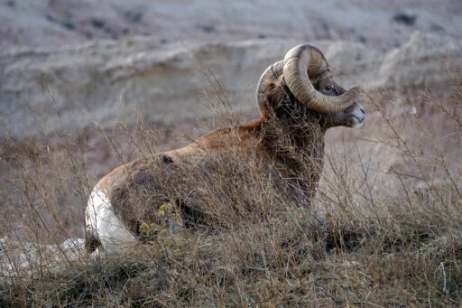 bighorn sheep in nature