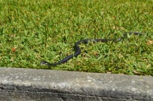 black racer snake