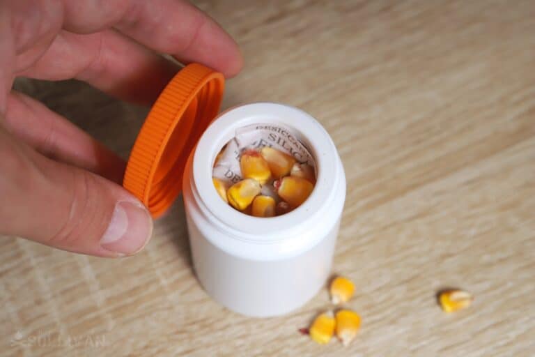 corn kernels saved inside plastic vitamin bottle