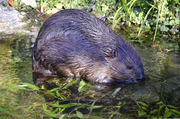 a beaver in the wild