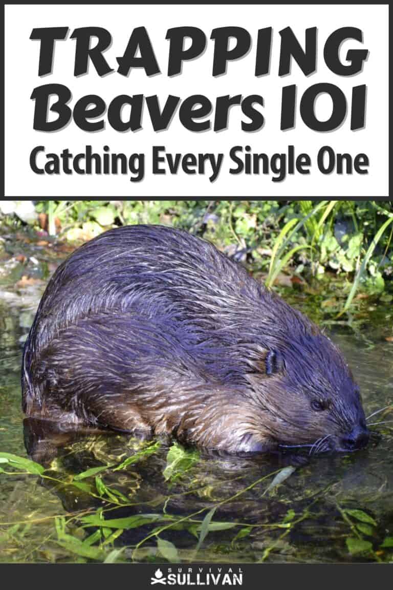 how to trap beavers pinterest