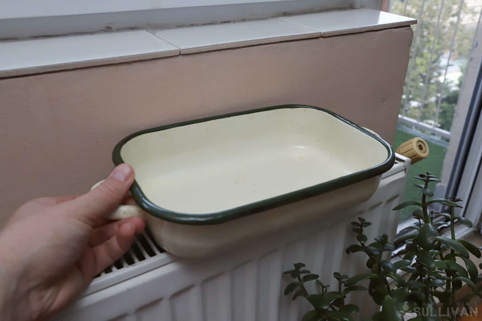 DIY Flea Trap: How to Make Your Own That Works