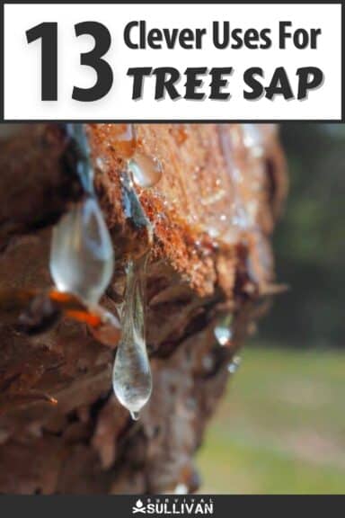 tree sap uses pinterest