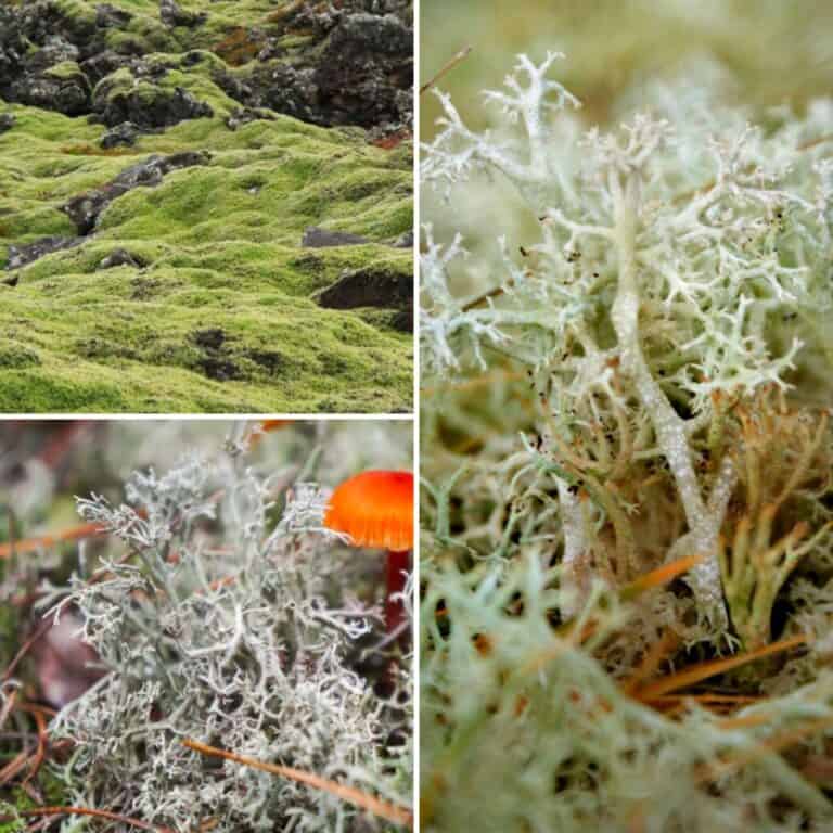 edible lichens collage