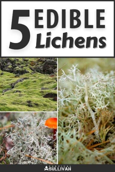 edible lichens pinterest