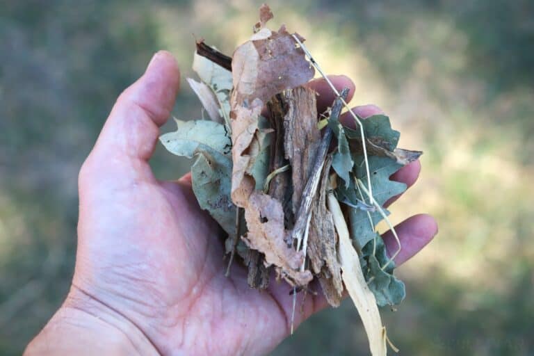 holding a tinder bundle of twigs and leaves