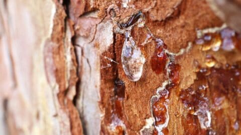 pine sap