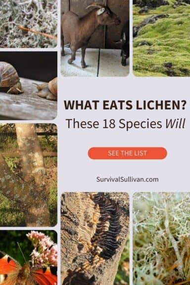 what eats lichen pin image