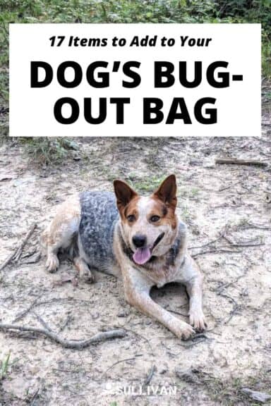 dog bug out bags Pinterest image