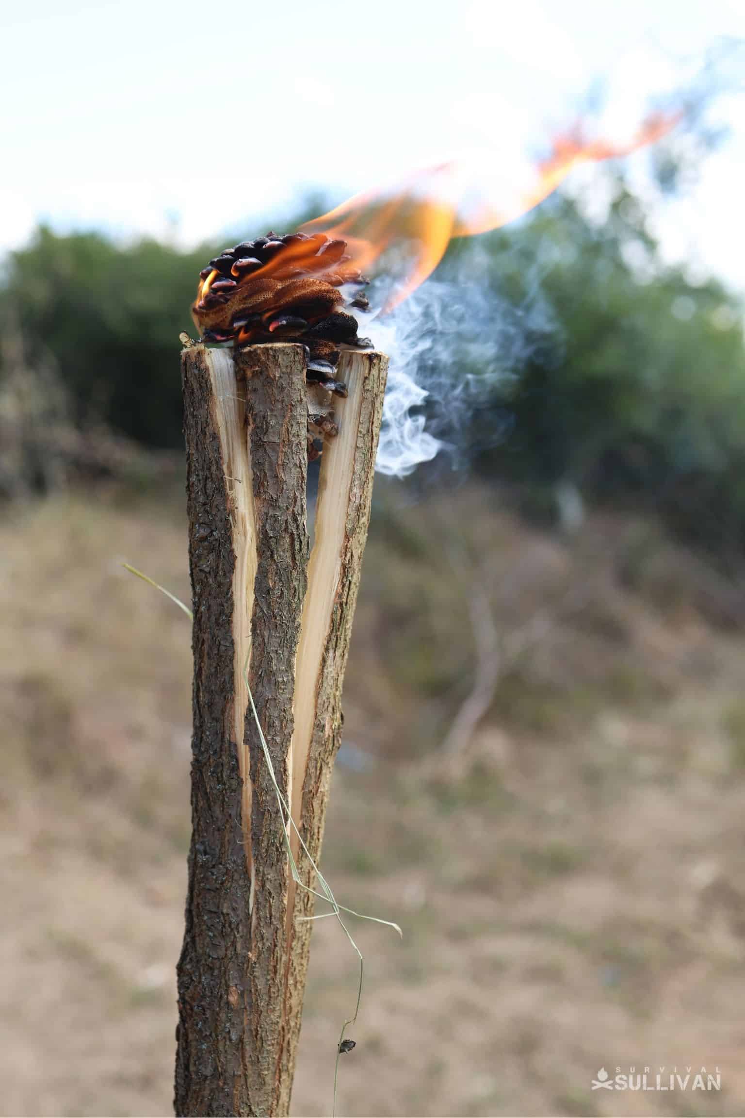 5 Clever Uses for Pine Cones in Survival Situations