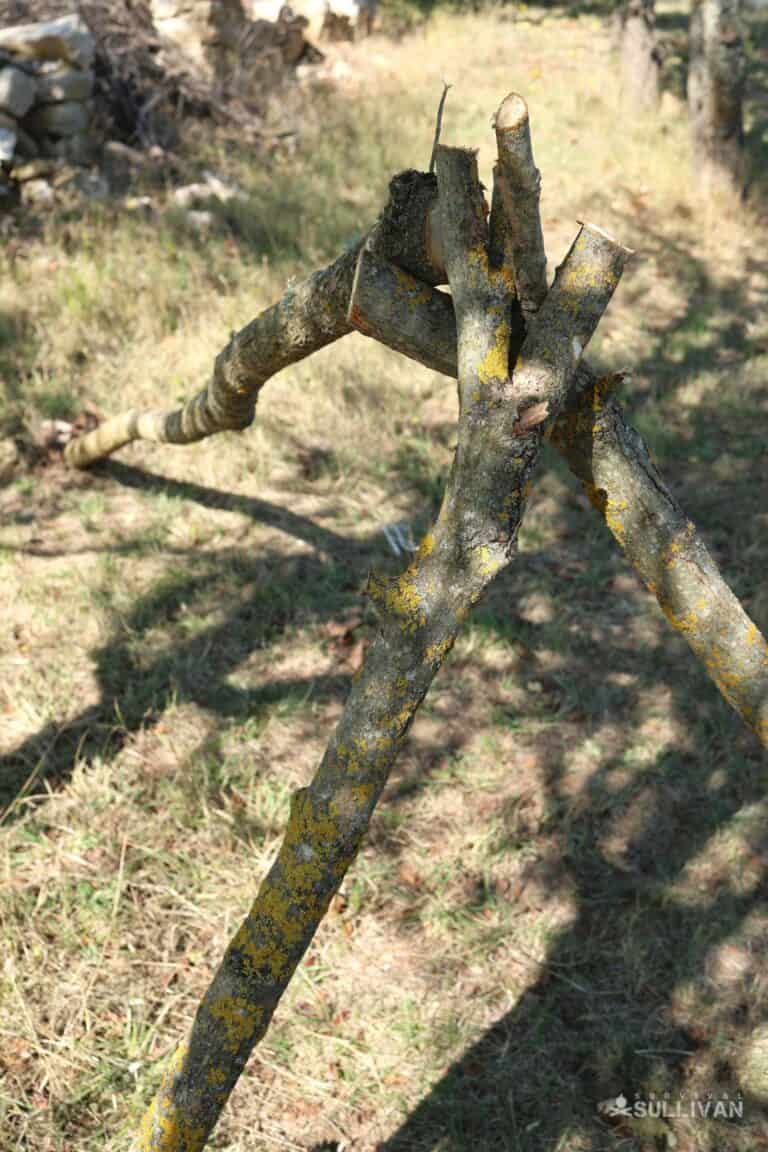 propping up the main branches