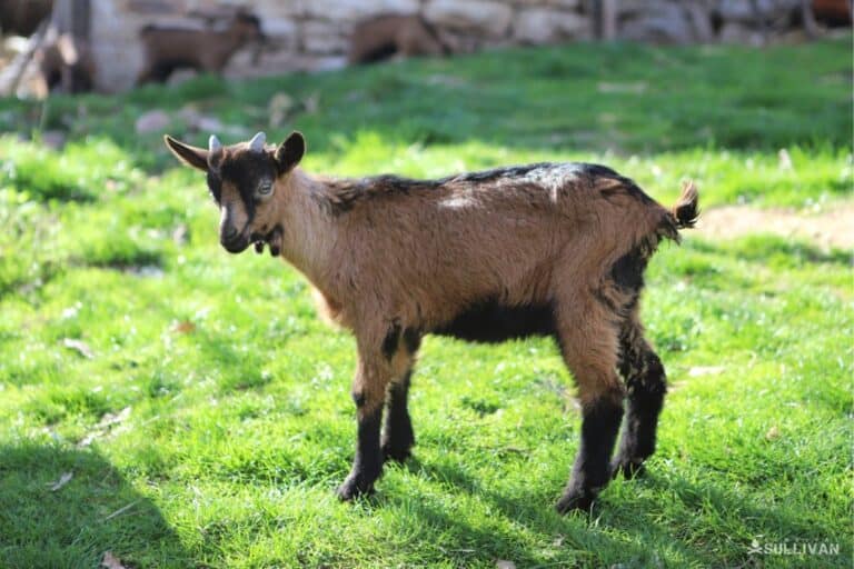 alpine baby goat