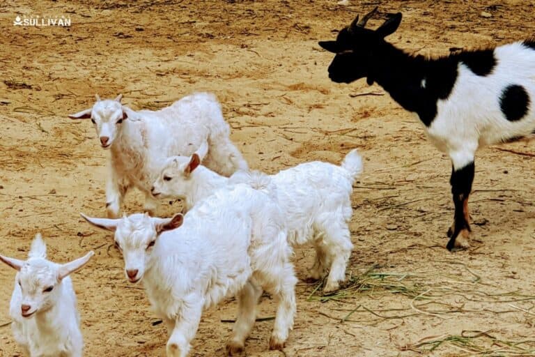 four pygora goats free-ranging