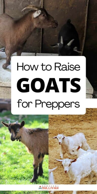 raising goats Pinterest