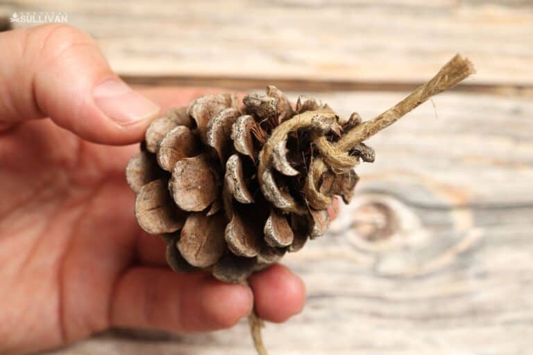 twine tied around pine cone