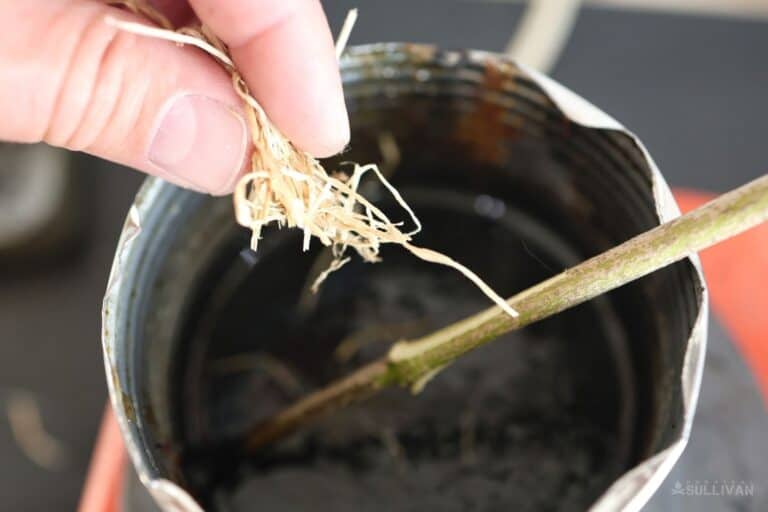 adding dried grass to mix