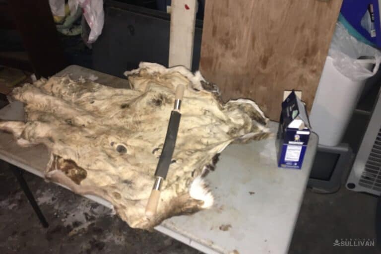deer hide on table